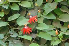 Passiflora coccinea